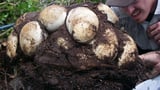 Florida researchers tag male pythons to find hidden females and nests with up to 111 eggs