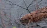Wild beavers return to the UK for first time in 400 years