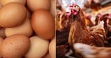 Scientists finally figure out whether the chicken or the egg came first