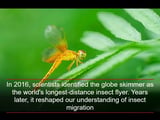 In 2016, scientists identified the globe skimmer as the world's longest-distance insect flyer. Years later