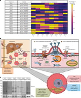 Family of parasite proteins presents new potential malaria treatment target