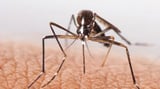 Poison mozzies to be released in Australia