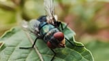 Disease ecologist on the emergence of the new world screwworm and how to stop it