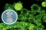 AI maps how a new antibiotic targets gut bacteria