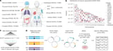 Inherited cancer risk: Large-scale screen homes in on 380 variants