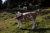 Europe's hot summer stunts Austrian crops, prompts rush to slaughterhouse