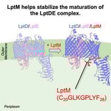 Small protein, big impact: Insights into how bacteria stabilize a key outer membrane complex