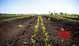 Australian scientists trial volcanic rock for sustainable farming