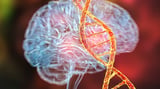 A Brain Clock for Finding Rejuvenating Medications