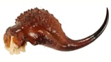 Scorpions Are Literally Metal, Study Reveals