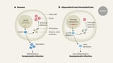 Viral tolerance enabled by a bat-specific genomic tweak