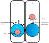 Sepsis-Related Lung Injury and the Complication of Extrapulmonary Pneumococcal Pneumonia