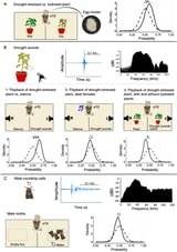 First scientific evidence of auditory interaction between plants and animals