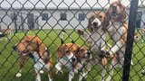 South Florida rescue effort helps force closure of major laboratory beagle breeder