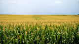 Climate change leads to spread of infection-causing fungi, scientists say