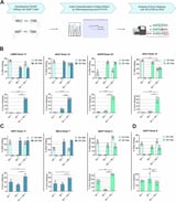 Gene editing tool reduces Alzheimer's plaque precursor in mice