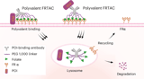 Polyvalent folate receptor-targeting chimeras for degradation of membrane proteins