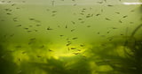 Salt Lake County has Utah’s first West Nile human case of 2025