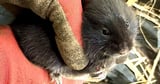 Rare burrowing city water voles relocated ahead of drainage works