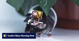 China builds the world’s smallest wearable brain monitor with a cortex-wide view