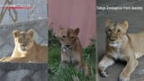 Three lions at Tokyo zoo die amid extreme heat