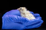 Colossal Biosciences says it has hatched chicks in an artificial environment | AP News