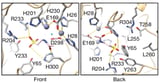 Research illuminates benefits of taurine: Q&A with professor of pathology