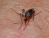 Evolution of malaria protein family offers new drug targets