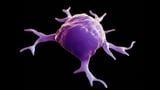 Breakdown of immune cells’ interaction is key driver in aging, study finds
