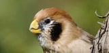 Global bird study reveals declining ecosystem resilience