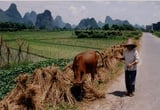 Biodiversity in the margins: Merging farmlands affects natural pest control