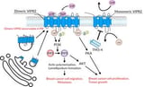 Potential anti-breast cancer drug identified