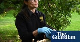 ‘Probably impossible’ for death cap mushroom poisoning to occur with store-bought mushrooms, Erin Patterson trial hears
