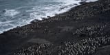 Penguin numbers on Zavodovski Island have fallen by more than 40% — Science News