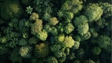 Forests Withered During an Ancient Warming Episode. History Could Repeat Itself