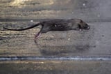 To lower its rat population, NYC considers birth control as a humane option