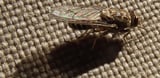 The bloodsucking insect with a saw for a mouth: how the tsetse fly bites through almost anything