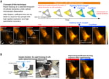 Freeze-framing the cellular world to capture a fleeting moment of cellular activity