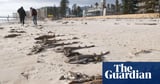 Effects of marine heatwave driving ‘foreseeable’ SA algal bloom could rival black summer fires, scientists warn
