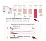 The secret ingredient is time: The role of timing in brain development