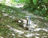 New kits spell success for pine marten reintroduction on Exmoor | Devon Wildlife Trust