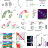 AI in cell research: Mapping technology reveals cell dynamics in unprecedented detail