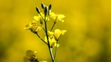 China announces preliminary duty on Canadian canola after anti-dumping probe