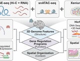 Single-cell multiomics connects 3D genome and transcriptome alterations in Alzheimer’s disease