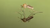 What would the world look like without mosquitoes?