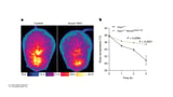 A surprising way to make heat in an unexpected part of fat cells