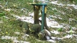 Birth of pine marten kits 'a fantastic sign' for Exmoor comeback