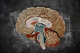 Atlas of the brain’s striatum could guide researchers to new drug treatments