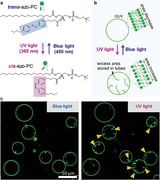 With the flick of a switch: Shaping cells with light