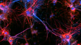Microglia Rescue Vulnerable Dopamine Neurons in Parkinson’s